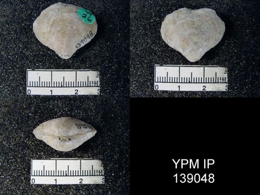 Athyris capillata