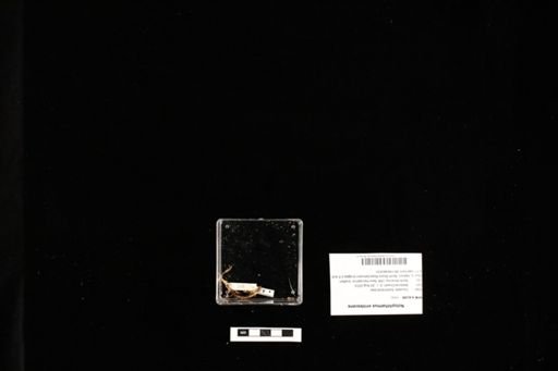 Notophthalmus viridescens