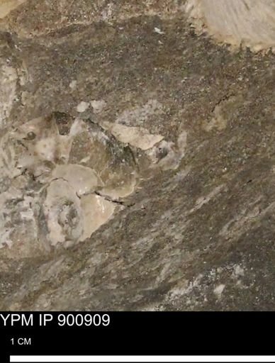 undet. Ammonoidea