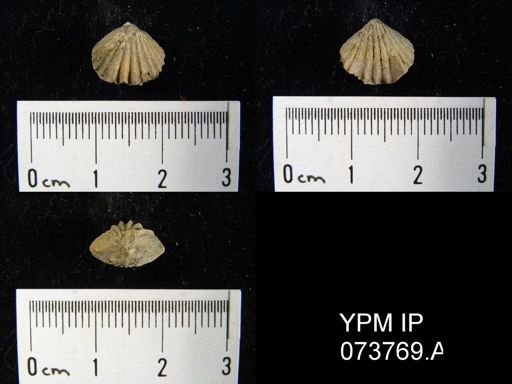 Camarotoechia perryvillensis