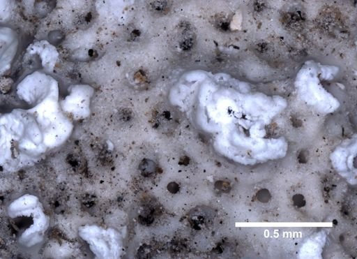 Disporella hispida