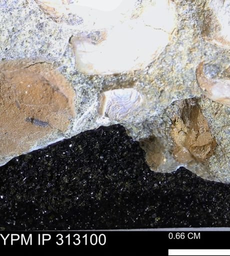 undet. Bivalvia