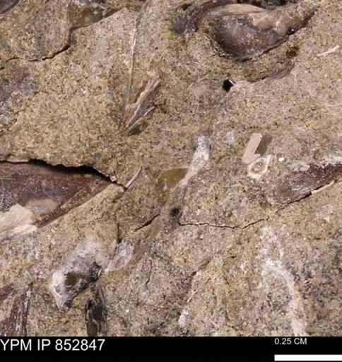 Limopsis striatopunctatus