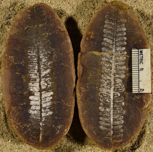 Pecopteris