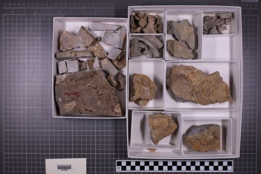 mixed taxa, stratigraphic collection