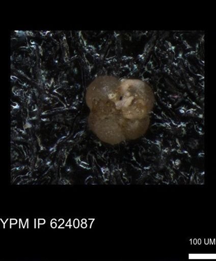 undet. Foraminiferida