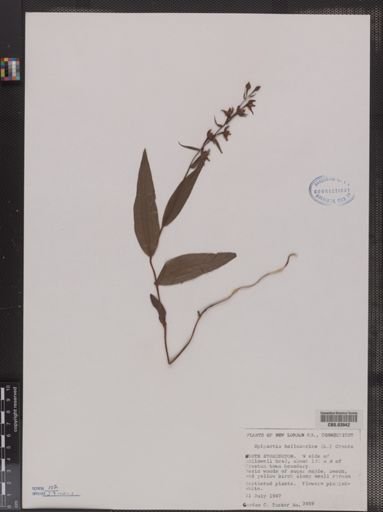 Epipactis helleborine