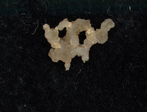 Fenestellidae