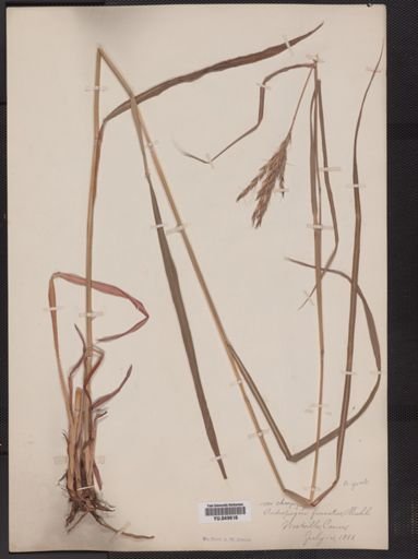 Andropogon gerardii