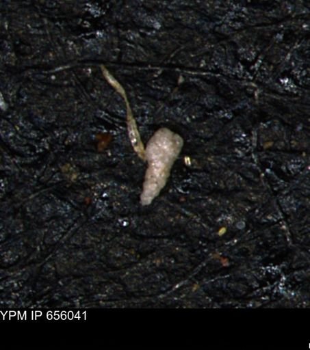 Verneuilinoides kansasensis