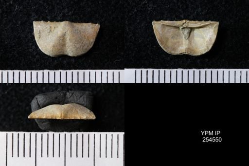 Chonetes sp.