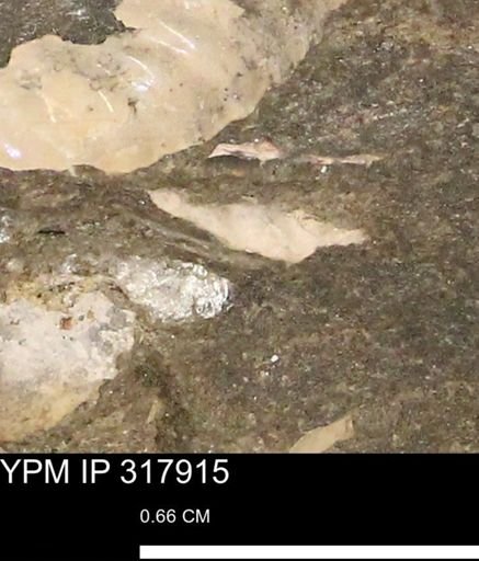 undet. Mollusca