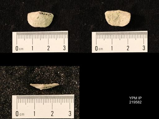 Chonetes granulifer