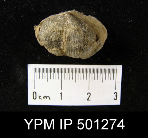 cf. Marginifera lasallensis