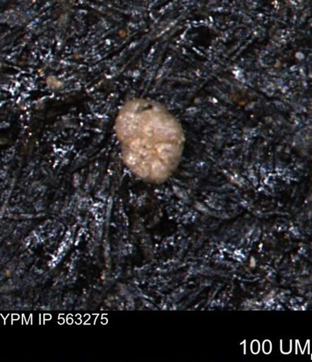 Trochammina gatesensis