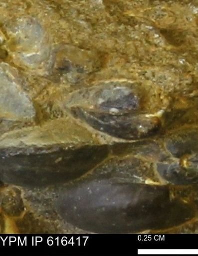 Protocardia subquadrata
