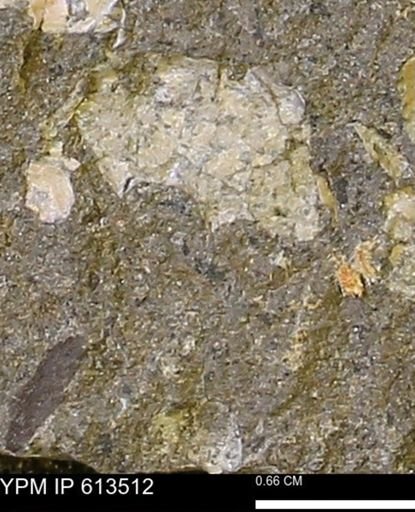 Scaphites sp.