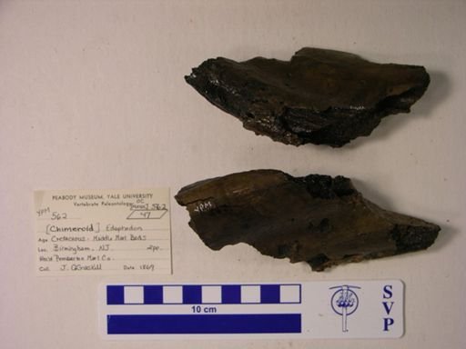 Edaphodon sp.