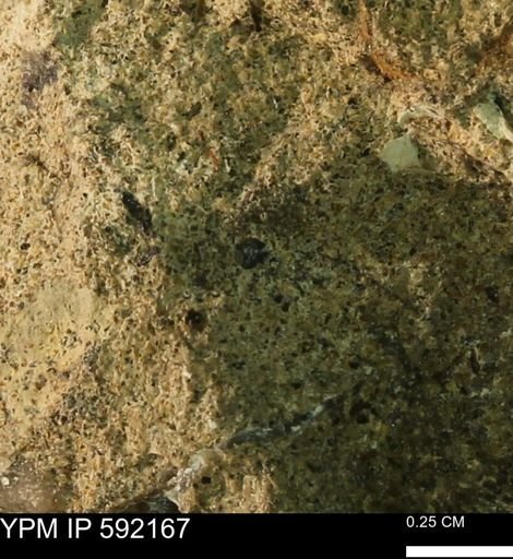 undet. Mollusca