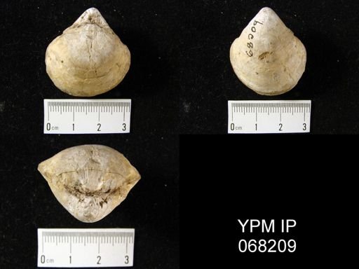 Stringocephalus burtini