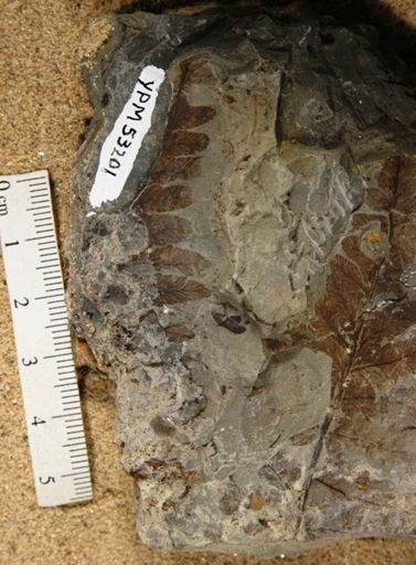 Turgofurcillopteris crenulata
