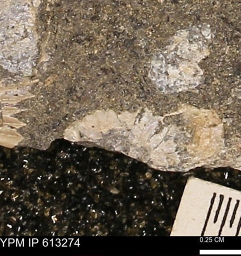 Scaphites sp.