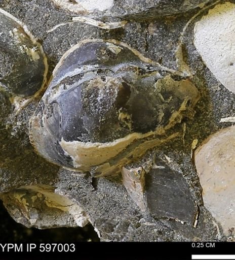 Limopsis striatopunctatus