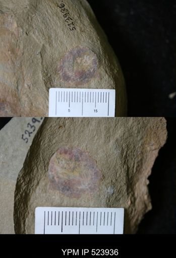 undet. Porifera