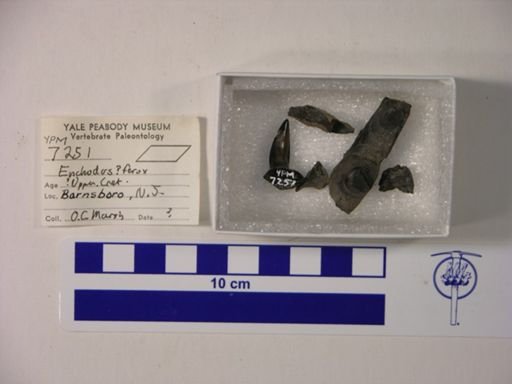 Enchodus ferox?