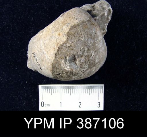 Athyris?