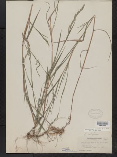 Muhlenbergia mexicana