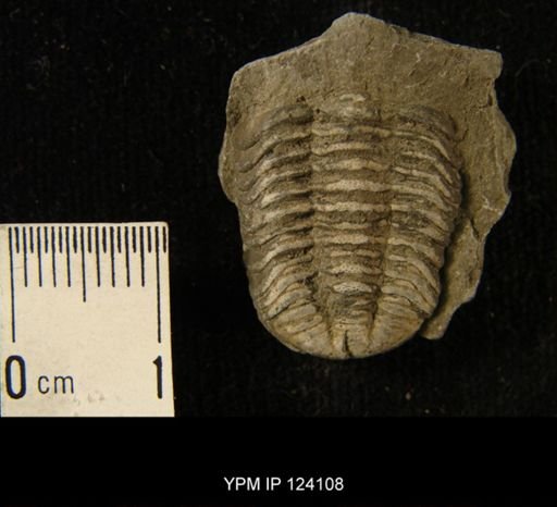 Phacops rana