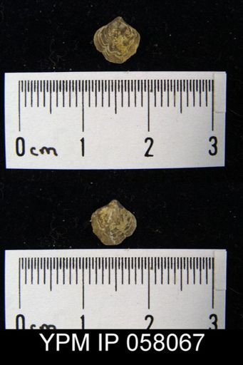 Atrypina imbricata