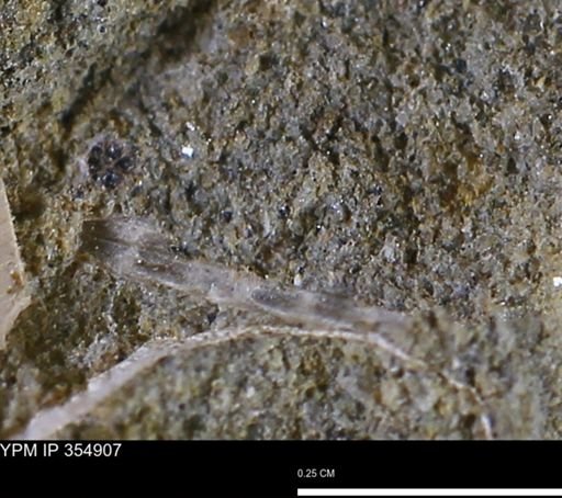Mollusca
