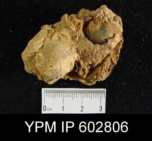 undet. Brachiopoda