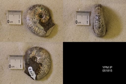 Hoploscaphites nicolletii