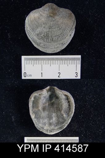 Devonatrypa?