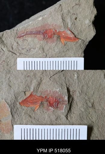 undet. Stylophora
