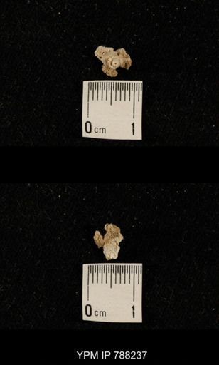 undet. Crinoidea
