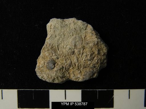 Glyptorthis sp.