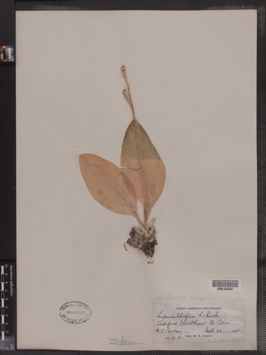 Liparis liliifolia