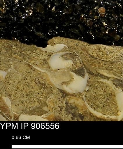 undet. Mollusca