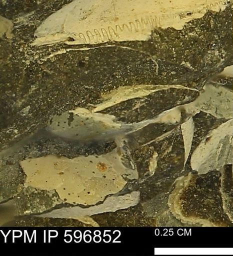 undet. Bivalvia