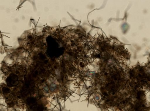 Haliclona