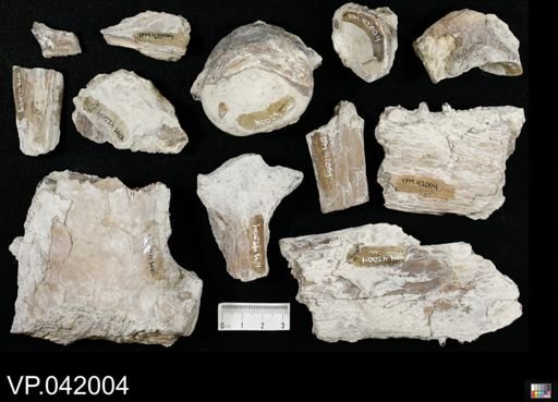 undet. Ichthyodectidae