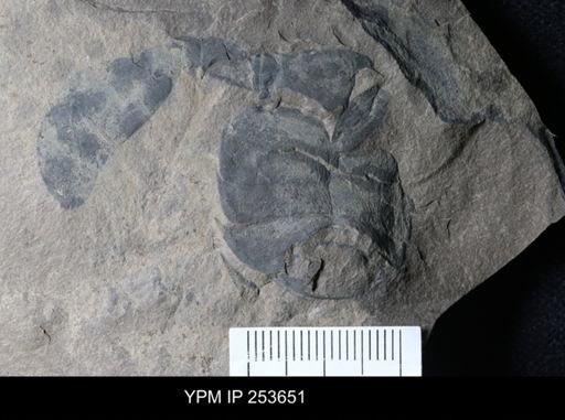 Eurypterida