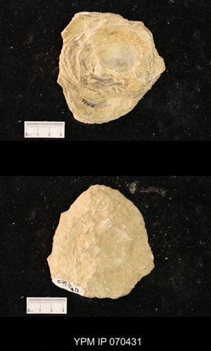 Heliolites nucella