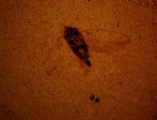 undet. Cicadellidae