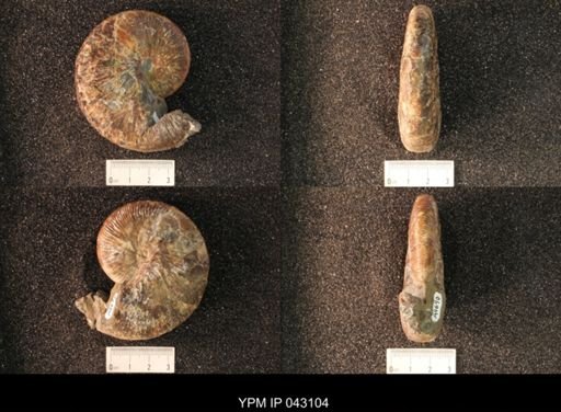Hoploscaphites nicolletii