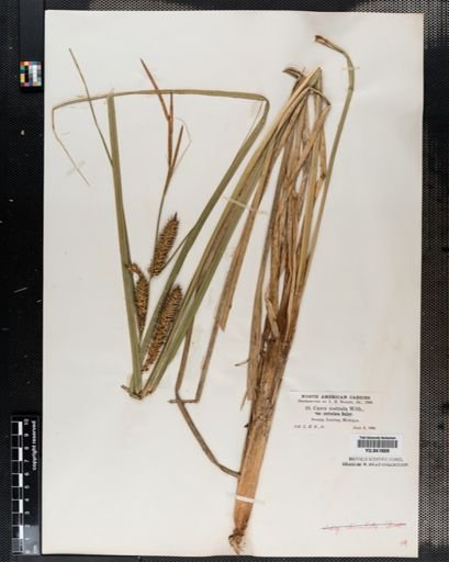 Plantae